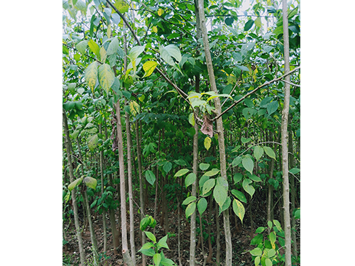 本地優(yōu)選3年苗（價格面議）